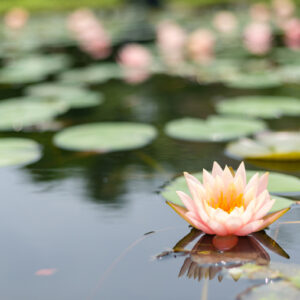 Lotus Flower