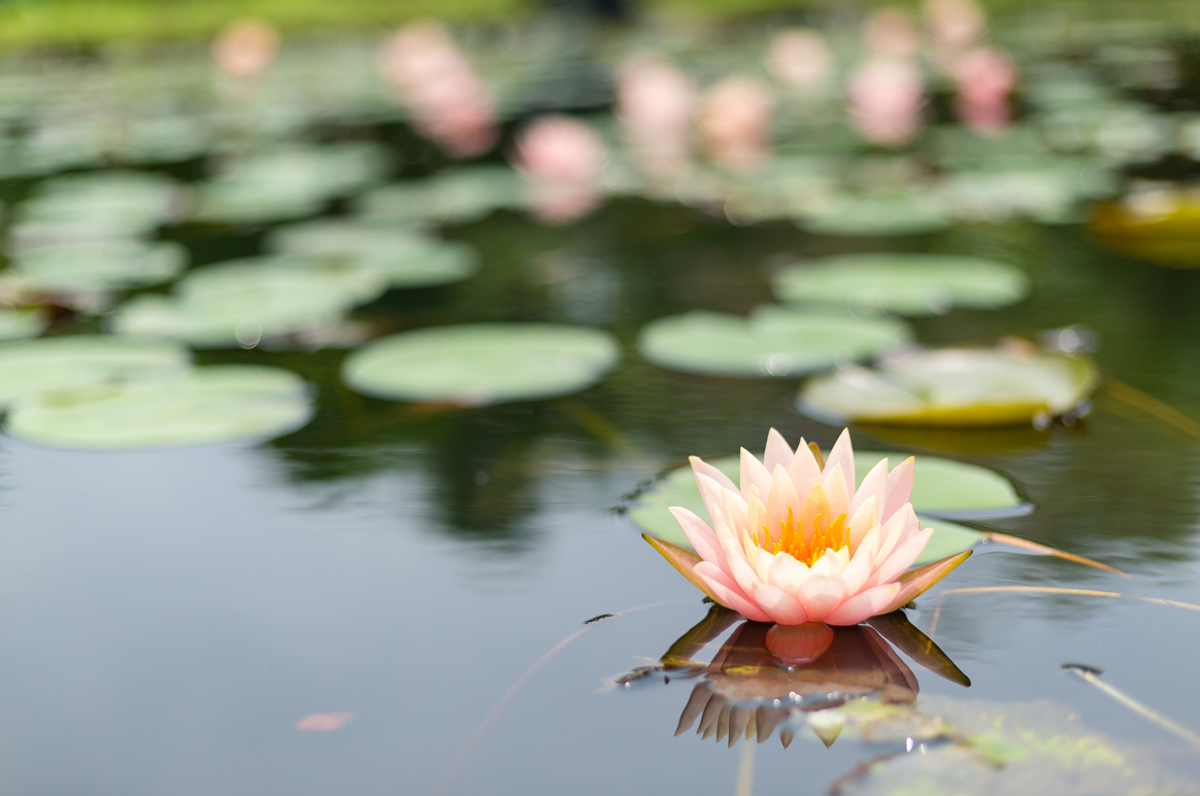 Lotus Flower