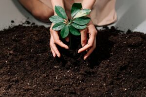 Planting a plant