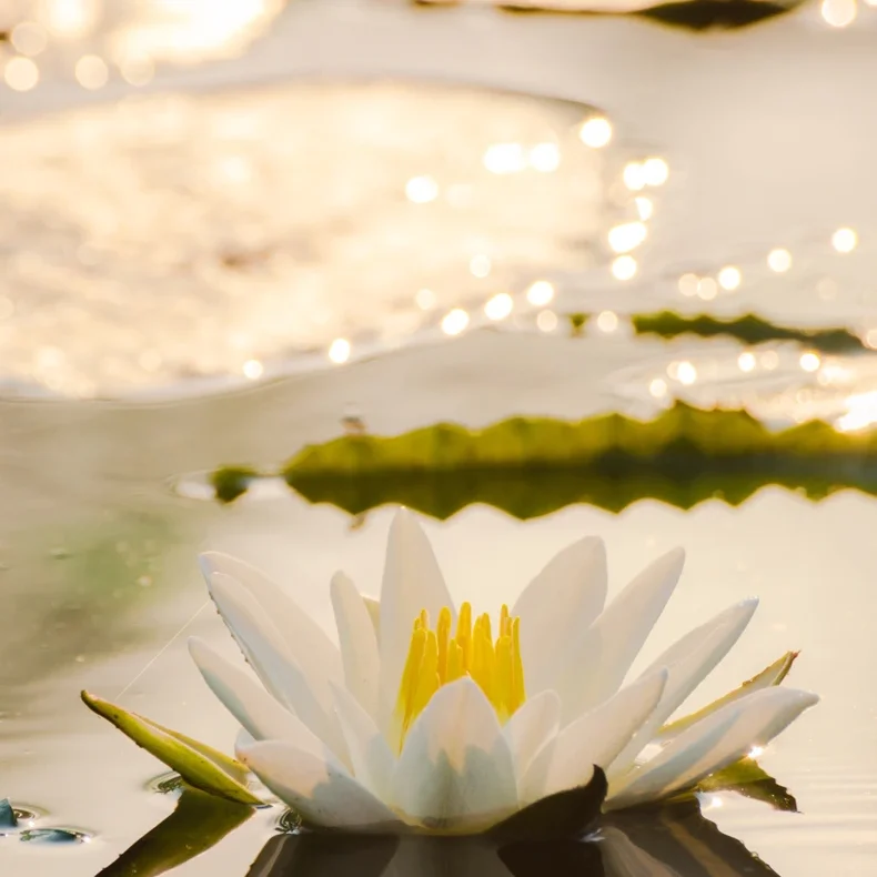 White Lotus Flower
