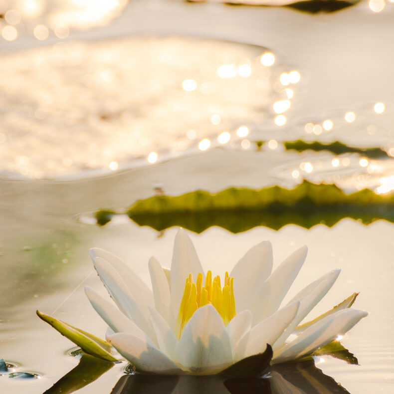 white-lotus-flower