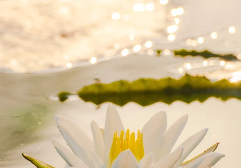 White Lotus Flower